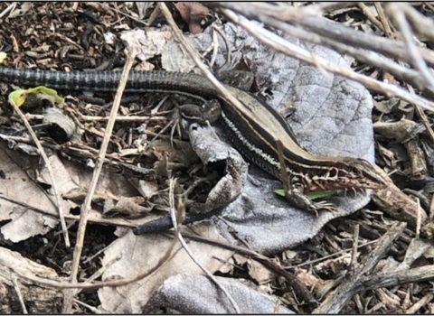 Pictured in the wild, the endangered Saint Croix ground lizard is a small lizard endemic to the U.S. Virgin Islands.