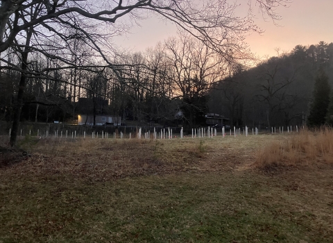 There is a field full of small white tubes surrounding young trees. 