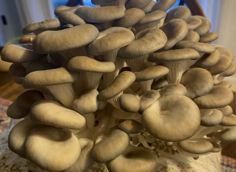 Mushrooms growing out of bag