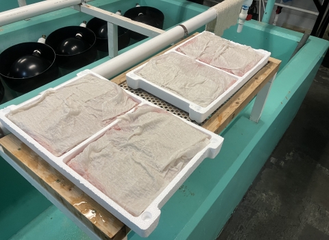Two Styrofoam trays are filled with trout eggs wrapped in cheesecloths, sitting on a small table. 