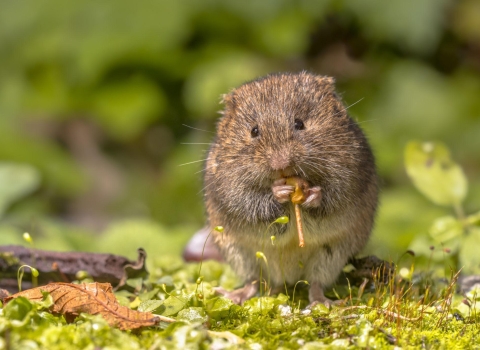 Endangered Florida salt marsh vole in Florida's Big Bend