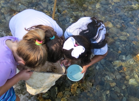 Three students standing in a shallow river looking into a small net one of them is holding.