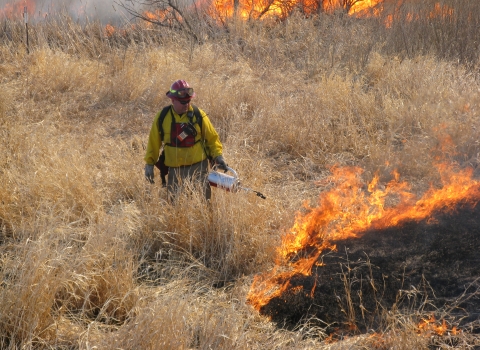 Prescribed Fire staff with drip torch and flames in tall grass