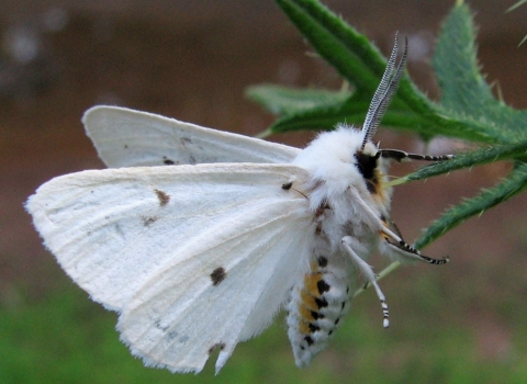 A white moth with a large fuzzy body and long antennae