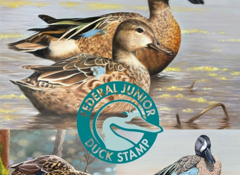 Top 3 placing National Junior Duck Stamp Artwork