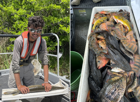 Miccosukee Tribal member assisting during electrofishing surveys of the Miccosukee Reservation Area