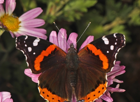 Black, white and red butterfly on a pink flower