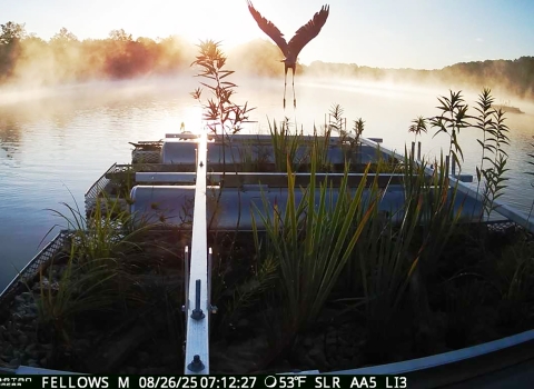 A large heron takes off from a floating platform covered in vegetation