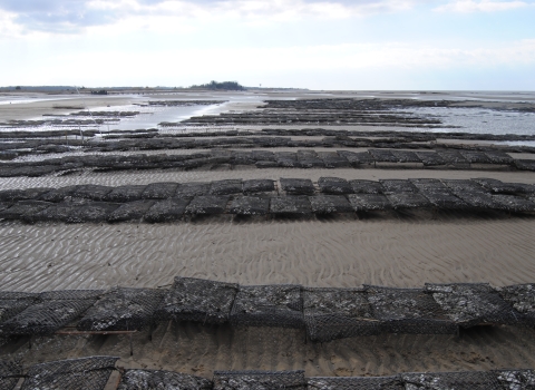Aquaculture Racks on Tidal Flats