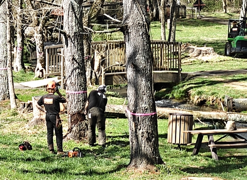 Two Men Cutting Down Old Trees and one hauling them off