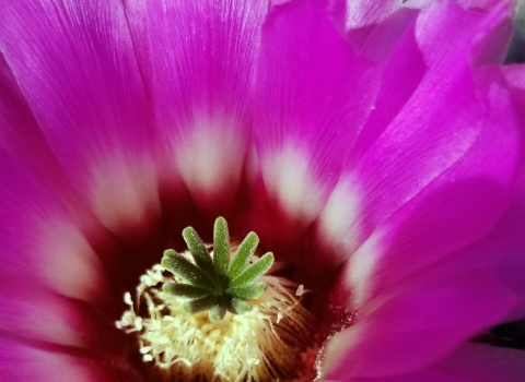 A extreme close-up of a violet petaled flower with a green palm stigma rays.