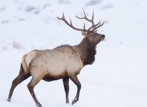 Antlered elk in snowy field