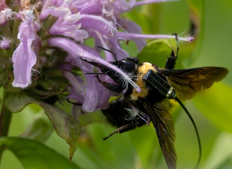 Close-up of a black and gold bumble bee with a tracking device attached, feeding on a purple flower.