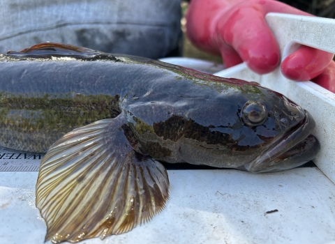 Bigmouth Sleeper, Gobiomorus dormitor