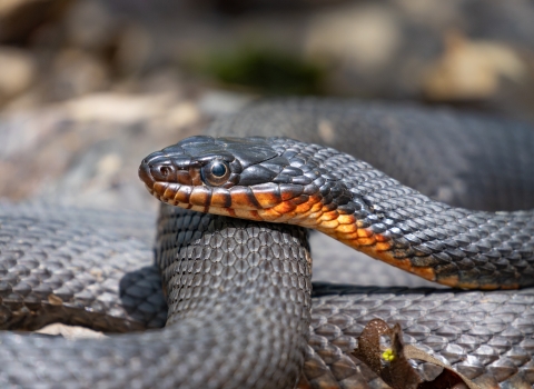 A close up shot of a snake’s face, showing its black scales and orange chin