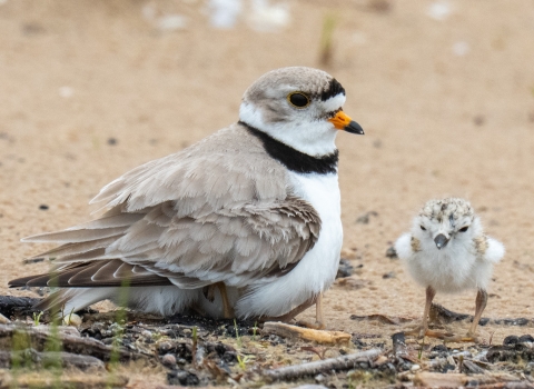 An adult Great Lakes piping plover rests on a sandy beach, with one chick hidden under its feathers and one chick standing next to the adult. The chick is white and mottled grey and brown. The adult is mostly light grayish brown with a white front and a collar of black feathers.