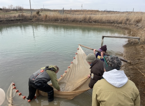 Four people working together to capture tiny fish using a large net