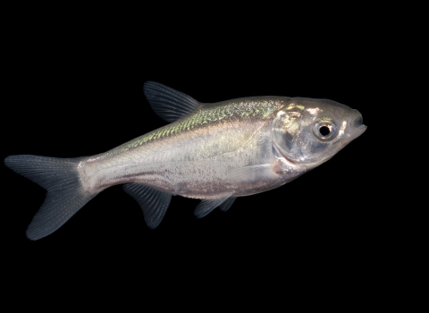 A three inch silver fish photographed against a black background