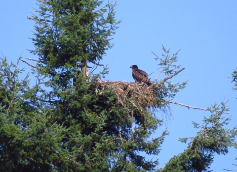Photo of a juvenile bald eagle perched on a nest in a conifer tree