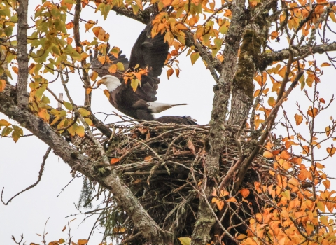 Bald eagle takes off from nest with autumn-yellow leaves