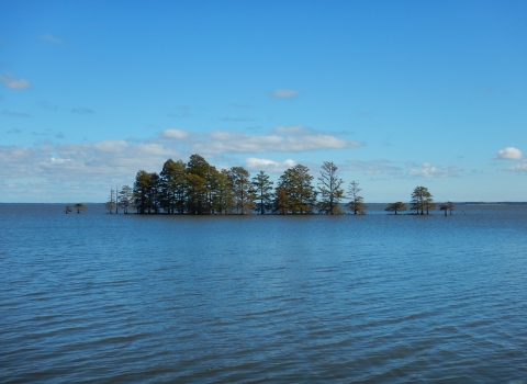 Cypress trees stand in a line rising out of a lake with ripples below and patchy clouds above