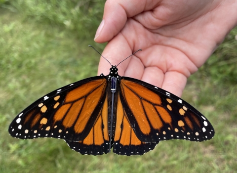 Black, orange and white butterfly with a solar radio tag on its body resting a biologist’s hand.