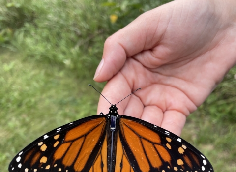 Black, orange and white butterfly with a solar radio tag on its body resting a biologist’s hand.