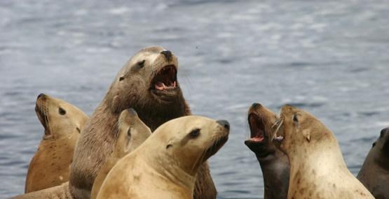 A group of large golden-brown sea lions roar in unison with the gray-blue ocean behind them
