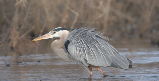 An image of a great blue heron walking in water.