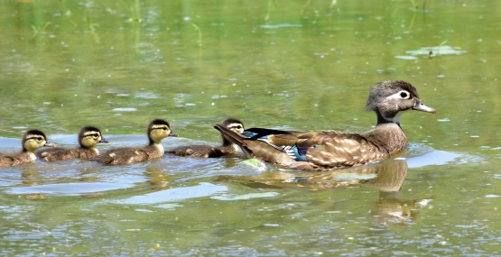 An image of a female wood duck with four babies swimming behind her.