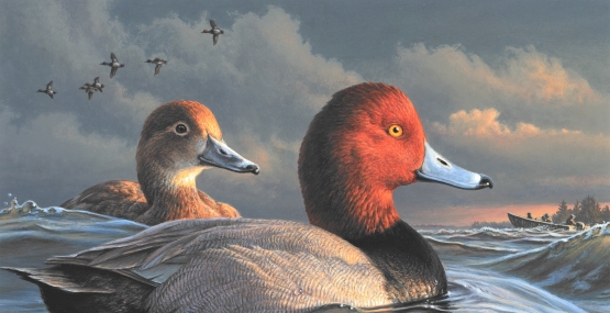 James Hautman Redhead 2021 Federal Duck Stamp Entry