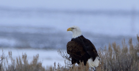 A Bald Eagle at Camas National Wildlife in Winter