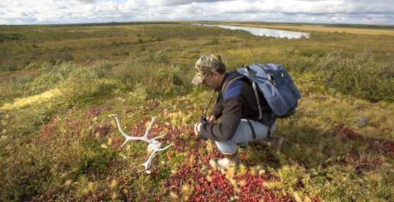 a man wearing a backpack crouches down to examine a caribou skull lying on the tundra