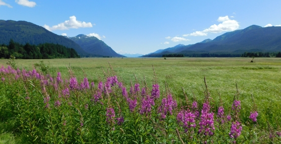 fireweed flowers with mountains in the background