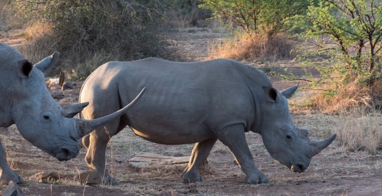 Sideview of two white rhinos in natural habitat