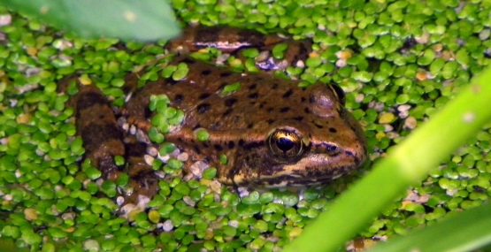 a California red legged frog with its head above water. The surface of the water is covered in small aquatic plant leaves