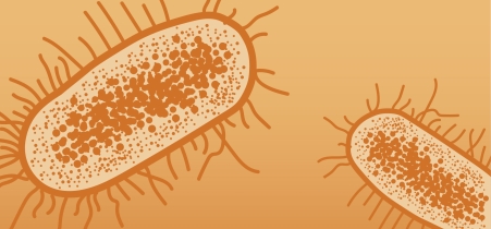 Illustration representing species of the family bacteria