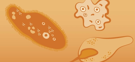 Illustration representing species of the family protozoa