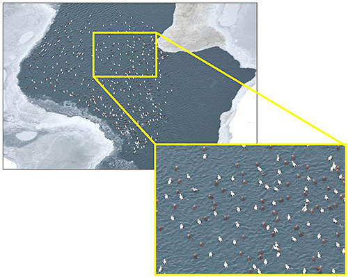 Dimorphic vs uniform flock illustration