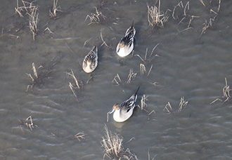 Pintail, pair and a spare