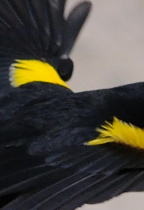 A yellow-shouldered blackbird in flight, wings spread wide. The bird's bill is open, indicating that it is vocalizing.