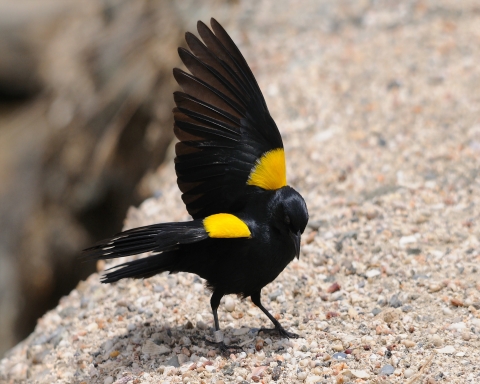 A yellow-shouldered blackbird stretches its wings while standing on a rock. 