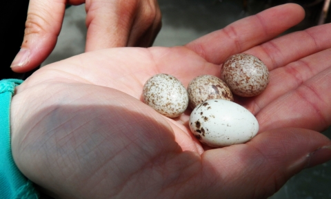 Eggs collected from a yellow-shouldered blackbird nest. The white egg in front belongs to a yellow-shouldered blackbird, while the back three eggs are from a shiny cowbird. Photo by Danna Liurova/USFWS YAP. 