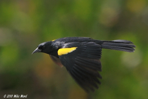 A yellow-shouldered blackbird flies by the camera with speed. The bird's wings are pointed downward, showing off their yellow shoulder patches.