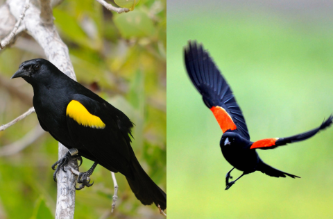 A side-by-side comparison of a yellow-shouldered blackbird (left) and a red-winged blackbird (right). The yellow-shouldered blackbird is perched on a tree. It has bright yellow patches of feathers on its shoulders. The red-winged blackbird is in flight with wings outstretched. It has red patches of feathers on its shoulders lined with a yellow border.