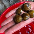 Round Hickorynut mussels