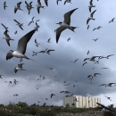Sooty terns flying over Johnston Atoll NWR