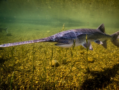 American paddlefish swimming