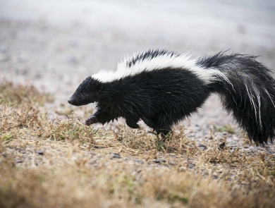 A striped skunk is shown in a side profile as it prances through dry, golden grass. Its black fur stands out against the white stripes running from its head to its fluffy tail.