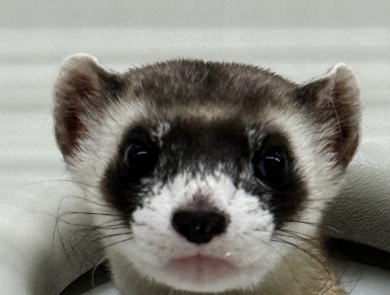 a close up of a black-footed ferret head poking through an artificial den entrance